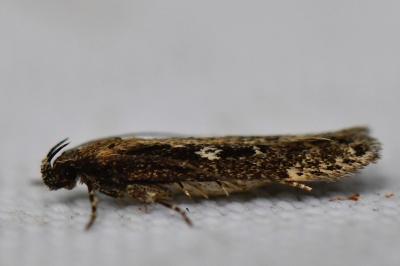 <i>Gelechia sororculella</i>