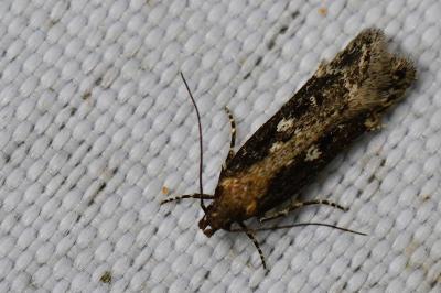 <i>Gelechia sororculella</i>