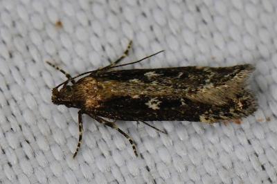 <i>Gelechia sororculella</i>