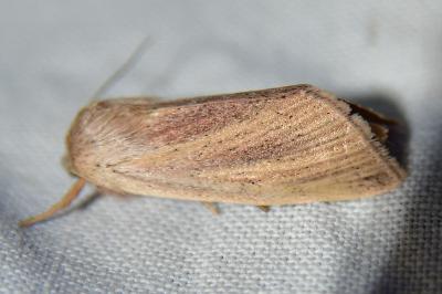 Noctuelle de la Brouille 