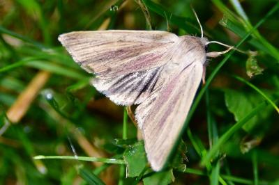 Noctuelle de la Brouille 