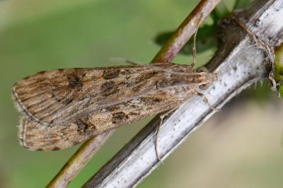 <i>Nomophila noctuella</i>