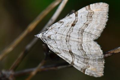 <i>Aplocera efformata/plagiata</i>