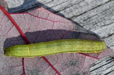 Noctuelle des Potagers 