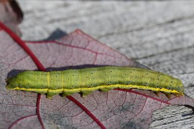 Noctuelle des Potagers 