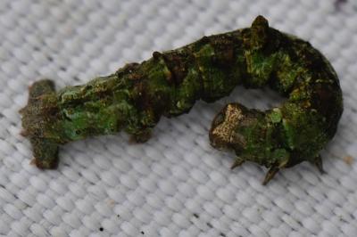 Citronnelle rouillée 