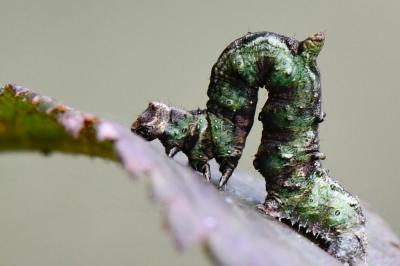 Opisthograptis luteolata
