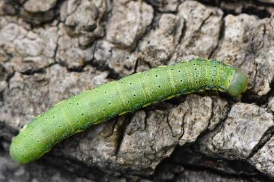 Noctuelle des Potagers 
