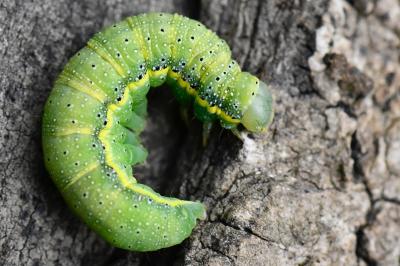 Noctuelle des Potagers 