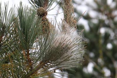Processionnaire du Pin 