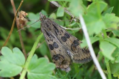 <i>Nomophila noctuella</i>