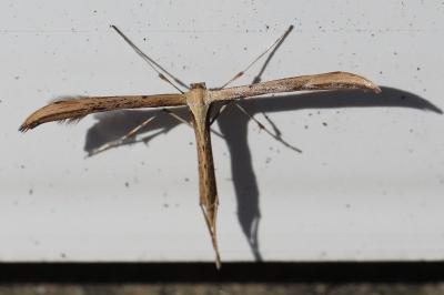 <i>Emmelina monodactyla</i>
