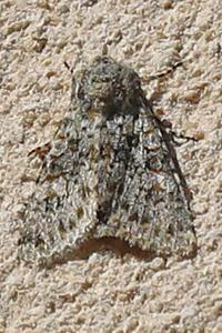 <i>Polymixis flavicincta flavicincta</i>