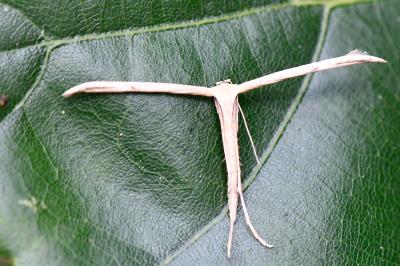 <i>Emmelina monodactyla</i>