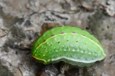 Tortue 