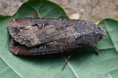 Noctuelle baignée 