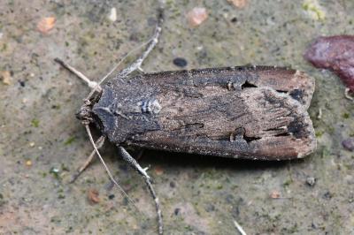 Noctuelle baignée 
