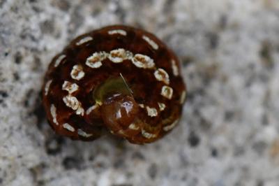 Noctuelle porphyre 
