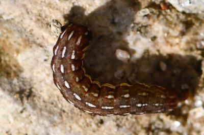 Noctuelle porphyre 