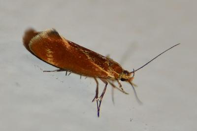 <i>Metalampra italica</i>