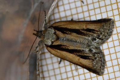Sarrothripe de Revay 