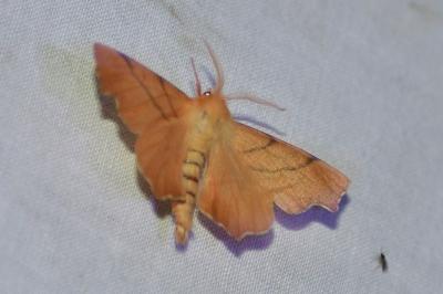 Ennomos rongée 