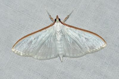 <i>Palpita vitrealis</i>