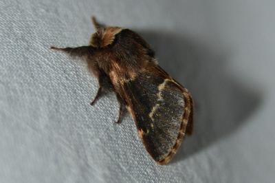 Bombyx du Peuplier 