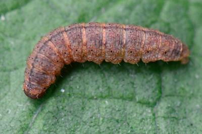 <i>Pechipogo strigilata</i>