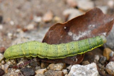 Noctuelle des Potagers 