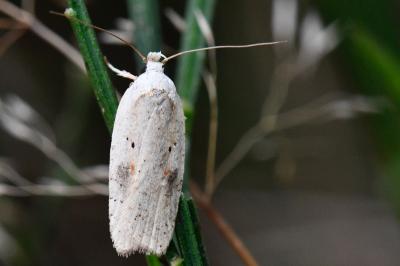 <i>Agonopterix nervosa</i>