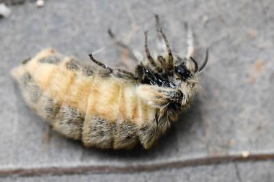 Orgyia antiqua