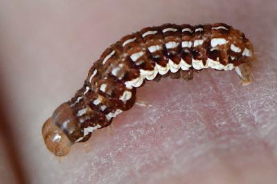 Noctuelle porphyre 