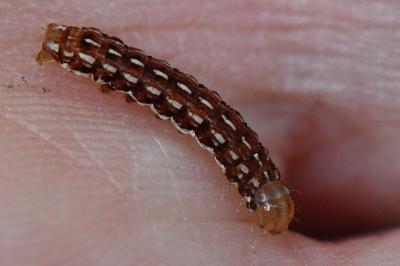 Noctuelle porphyre 