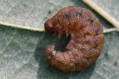 <i>Pechipogo strigilata</i>