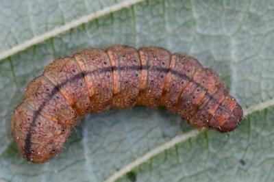 <i>Pechipogo strigilata</i>
