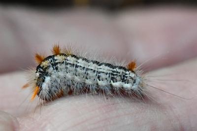 Noctuelle du Coudrier 