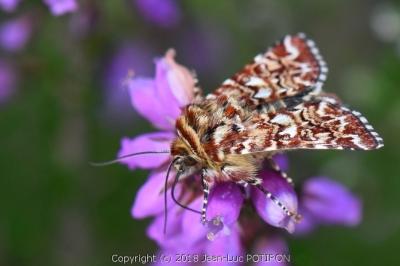 Noctuelle de la Myrtille 