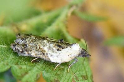 <i>Acleris variegana</i>