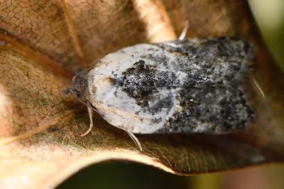 <i>Acleris variegana</i>