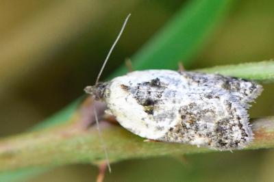 <i>Acleris variegana</i>