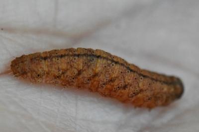 <i>Pechipogo strigilata</i>