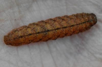 <i>Pechipogo strigilata</i>