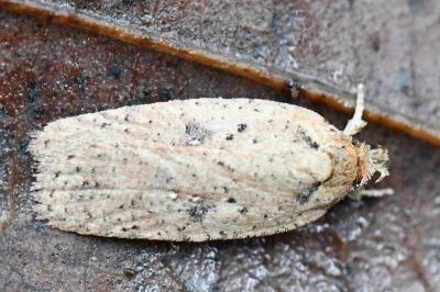 <i>Agonopterix scopariella</i>