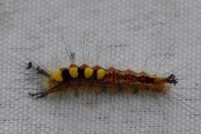 Etoilée 