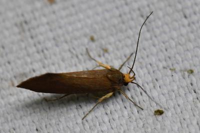 <i>Crassa unitella</i>