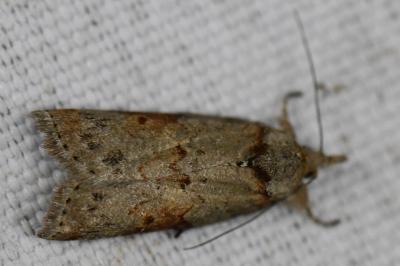 Sarrothripe de Revay 