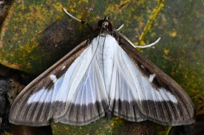 Cydalima perspectalis