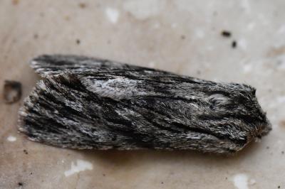Noctuelle-Sphinx 