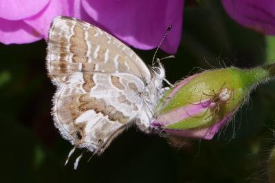 Brun du pélargonium 